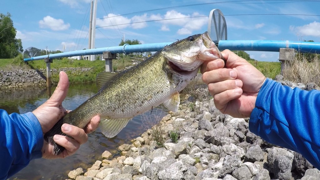 A Successful Afternoon of Bass&nbsp;Fishing!