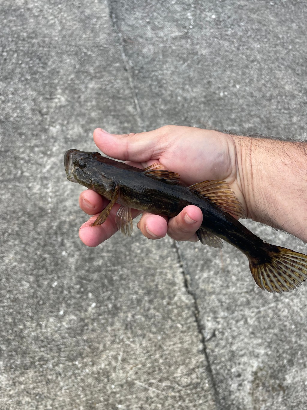 Quest for Tournament Entries: Fishing Tales from the Treasure Coast