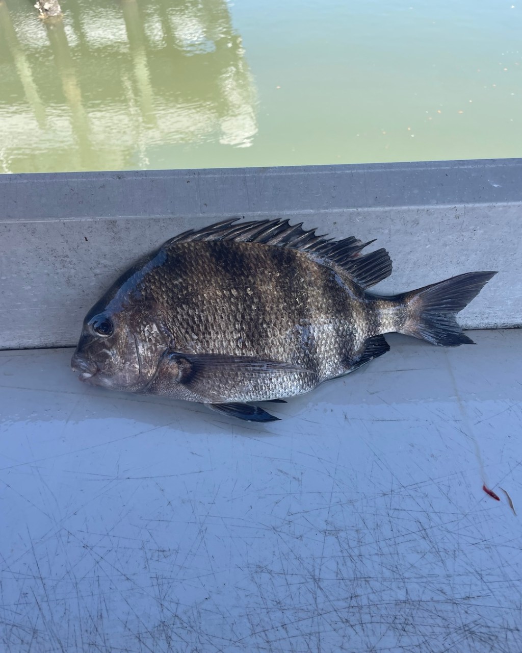 Fishing Adventures in Saint Augustine: A Day on the&nbsp;Water!