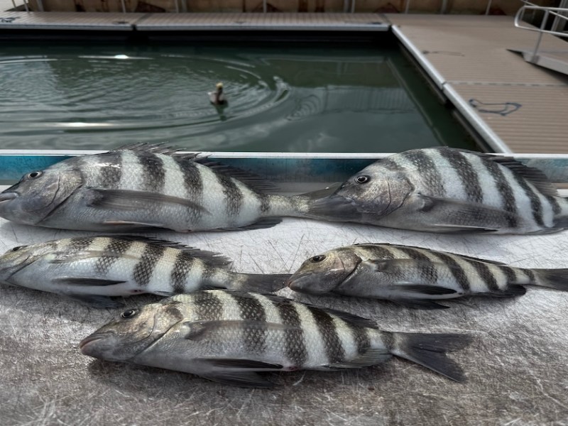 A Canceled Event, A Faithful Morning — Sheepshead on the&nbsp;Jigs