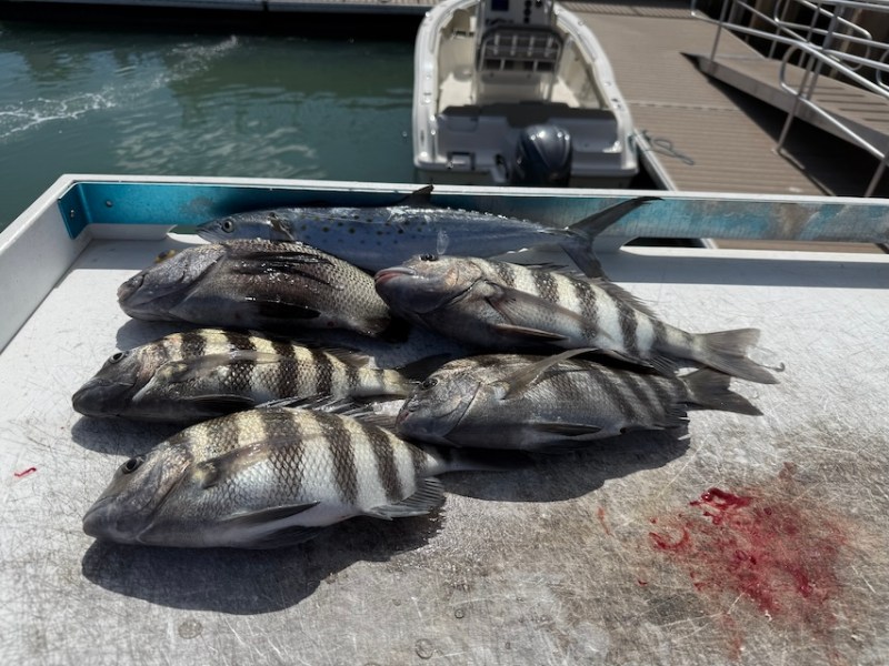 Sheepshead Chowder Incoming: A Blessed Morning Near&nbsp;Shore