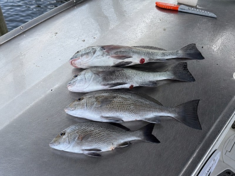 A Blessed Day at the Boils: Pompano, Drum, and Dolphins&nbsp;Nearshore
