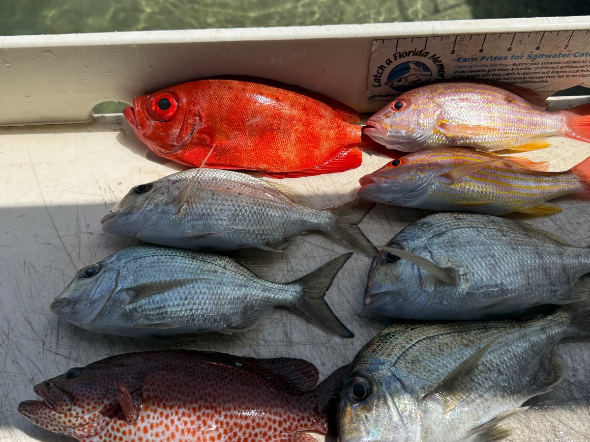 Offshore Fishing Near Jupiter Inlet: Sharks, Divers and a Tough&nbsp;Bite