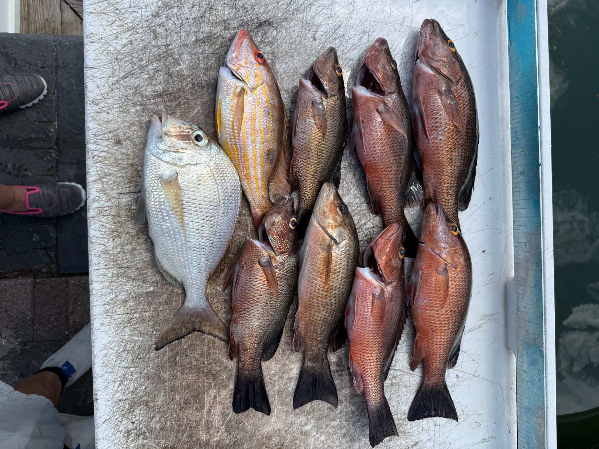 Fort Pierce Nearshore Fishing Report: Mangrove Snapper Save the&nbsp;Day!